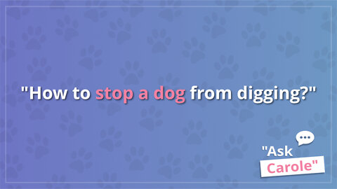 How to stop a dog from digging?