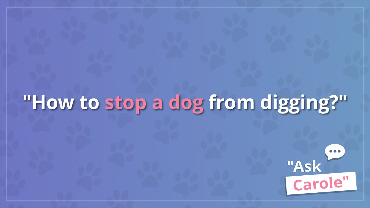 How to stop a dog from digging?