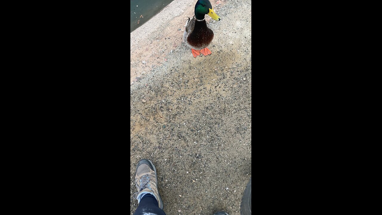 Who needs a dog when there’s mallards