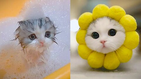 Baby Cats - Cute and Funny Cat Videos Compilation Slowedstudio