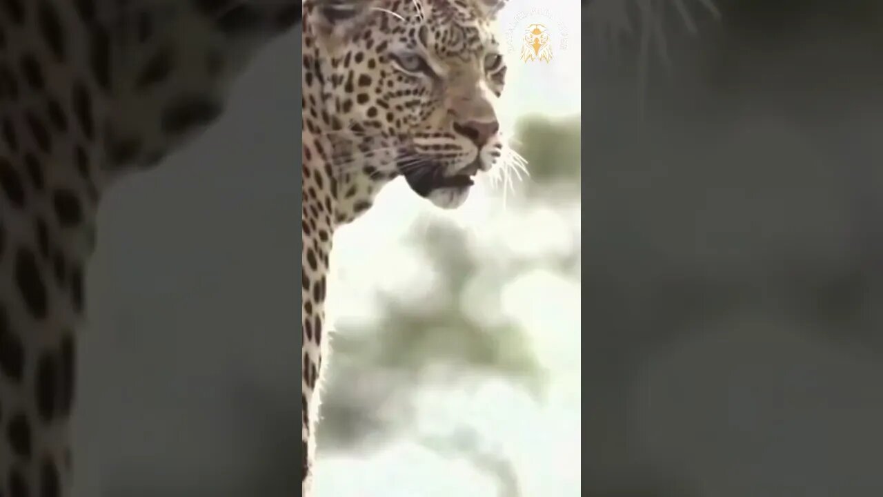 Leopardo ataca e captura ave em pleno voo e deixa escapar