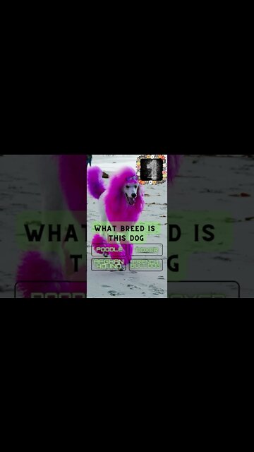 👀Dog Breed Quiz #3 do you think you can get it right?👀 #shorts