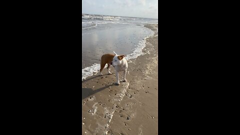 Beach patriot