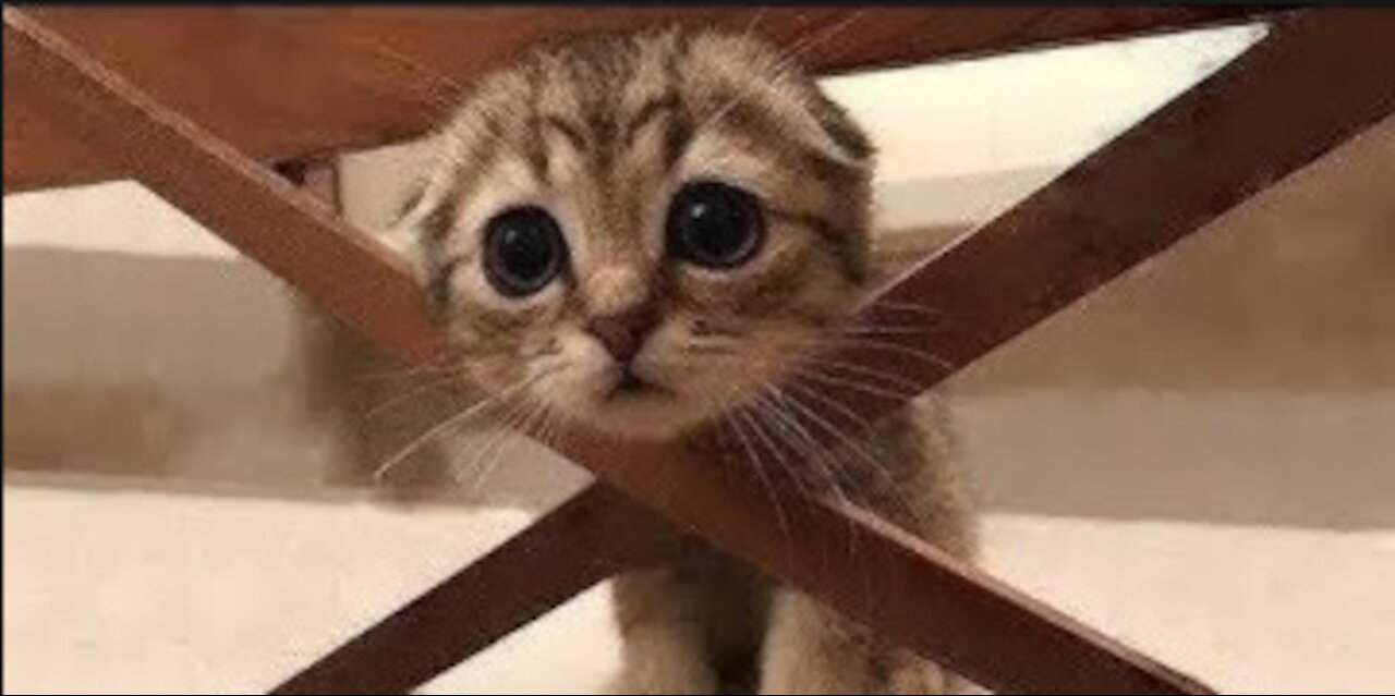 Cute And Funny Pets Try Not To Laugh Ultra 2021 new funny video!
