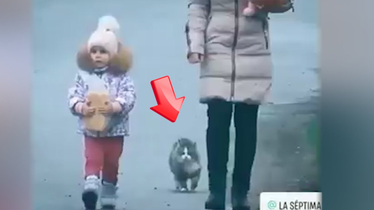 Cat rolling forward behind a parent and child [Mysterious]