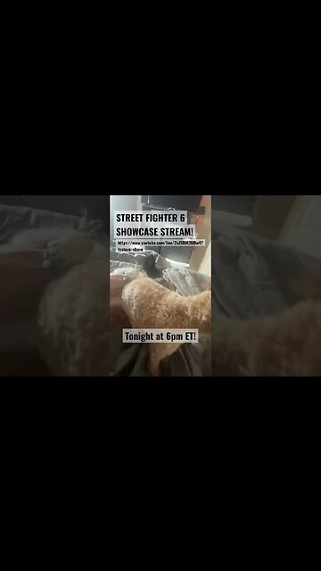 PUP FIGHTER 6! #puppy #streetfighter6 #puppies