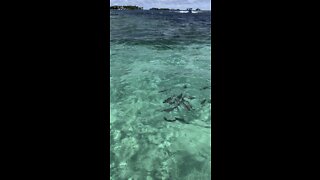 Feeding fishes IN THE MIDDLE OF THE OCEAN !!