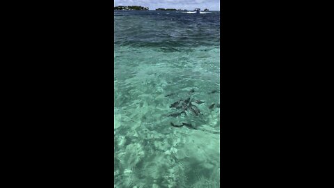 Feeding fishes IN THE MIDDLE OF THE OCEAN !!