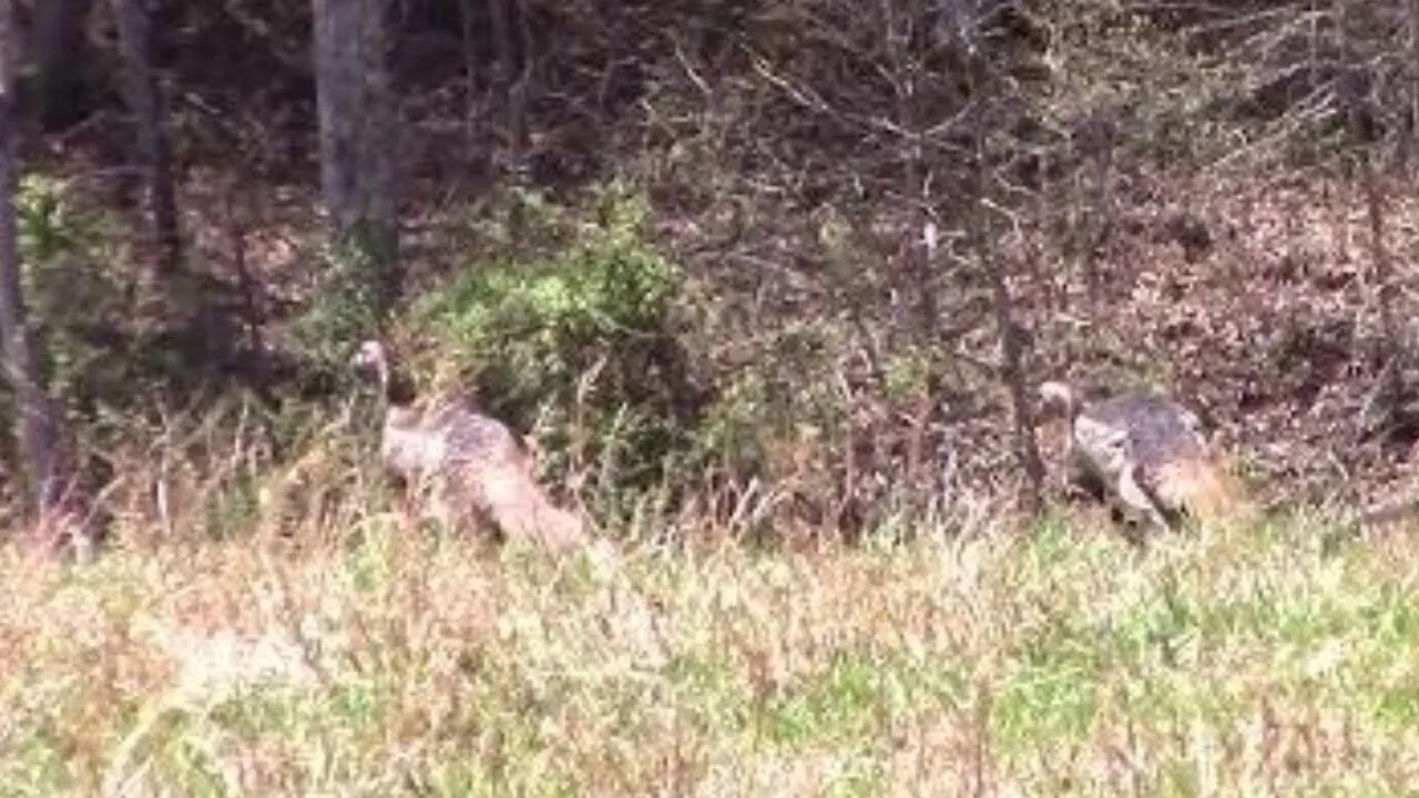 Wild Turkeys Near My House a Few Minutes Ago...