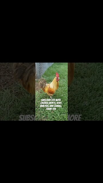 Happy 4th of July #chickens #homesteading #freedom