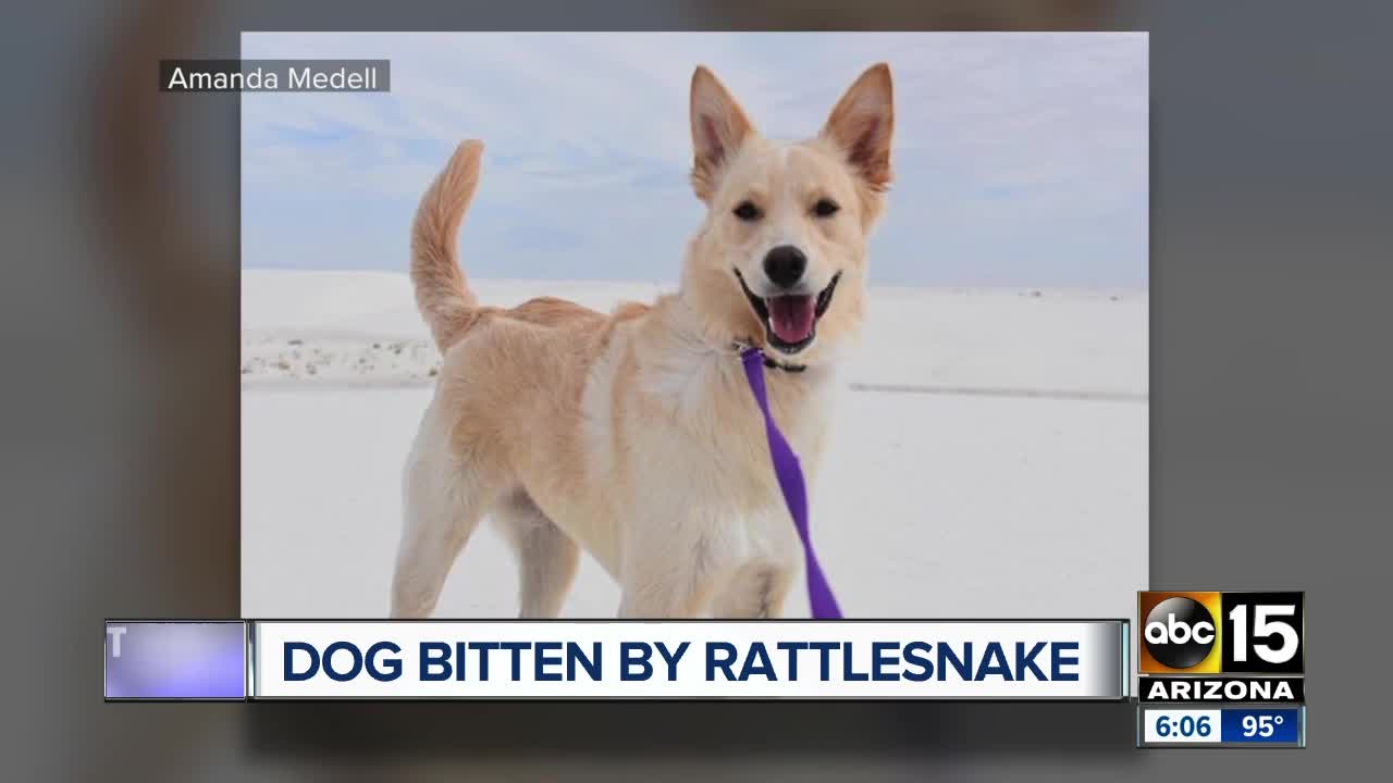 Dog bitten by a rattlesnake in the Superstition Mountains