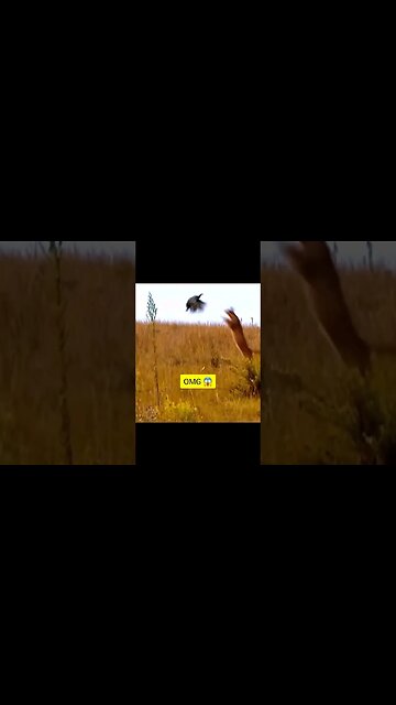 Do you seen that?😱 Hunting #hunting #hunter #animal #animalhunt #animalshorts
