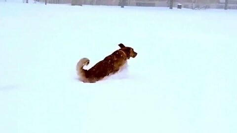Dog Playing in the Ship - Look how cute