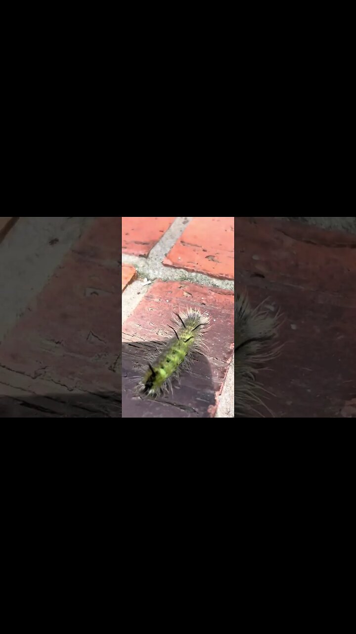 A hairy tufted yellow caterpillar - acronicta americana. A cool caterpillar found on my doorstep. 