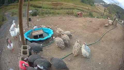 Farm surveillance cameras. Guinea fowl eating dinner