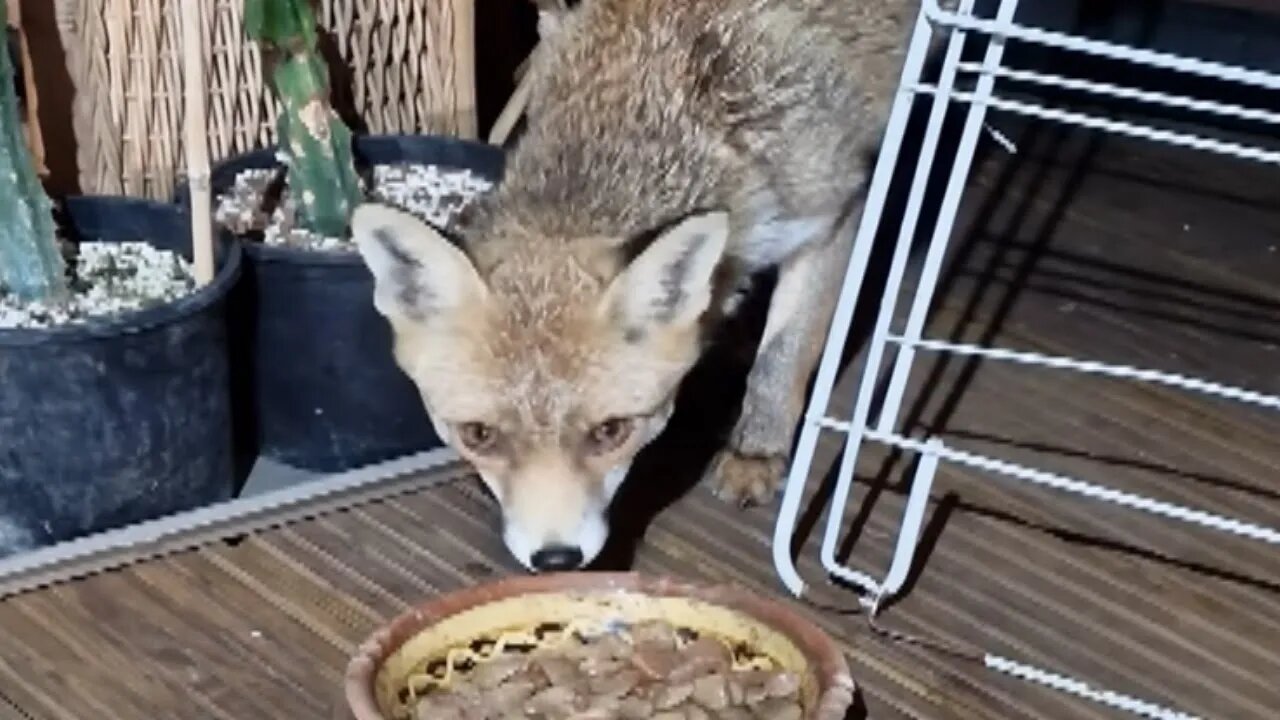 🦊Ajax out friendly urban fox hanging around as usual