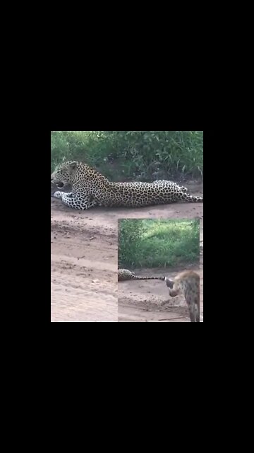 Leopard vs Hyena #UbertainmentFun #Shorts #ytshorts #Dogs #Animals #Fun