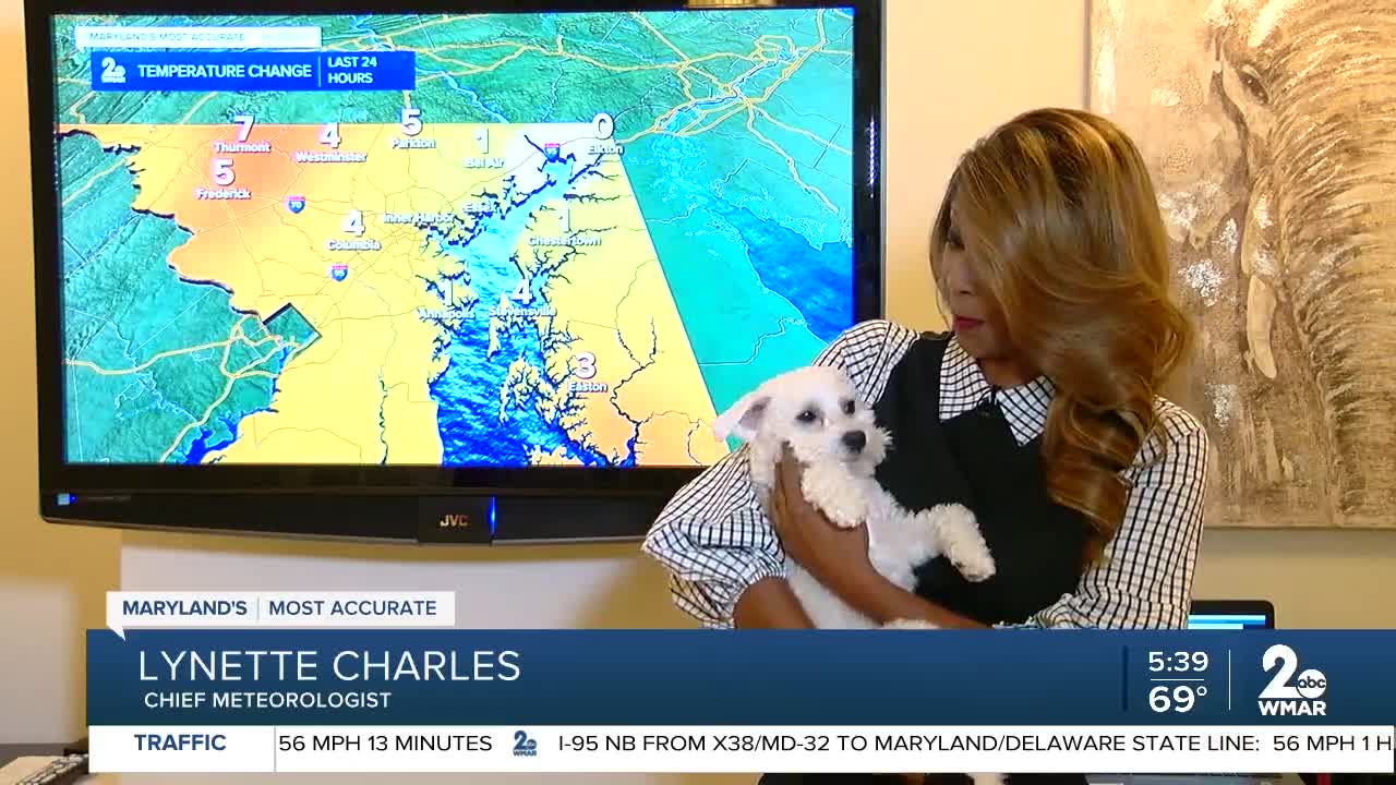 Blaze makes an appearance on Good Morning Maryland