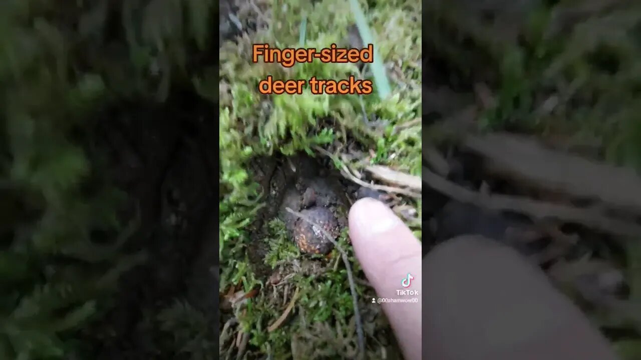 Mouse-sized deer Tracks #nature #deer #fawn #whitetaildeer #countrylife #cool