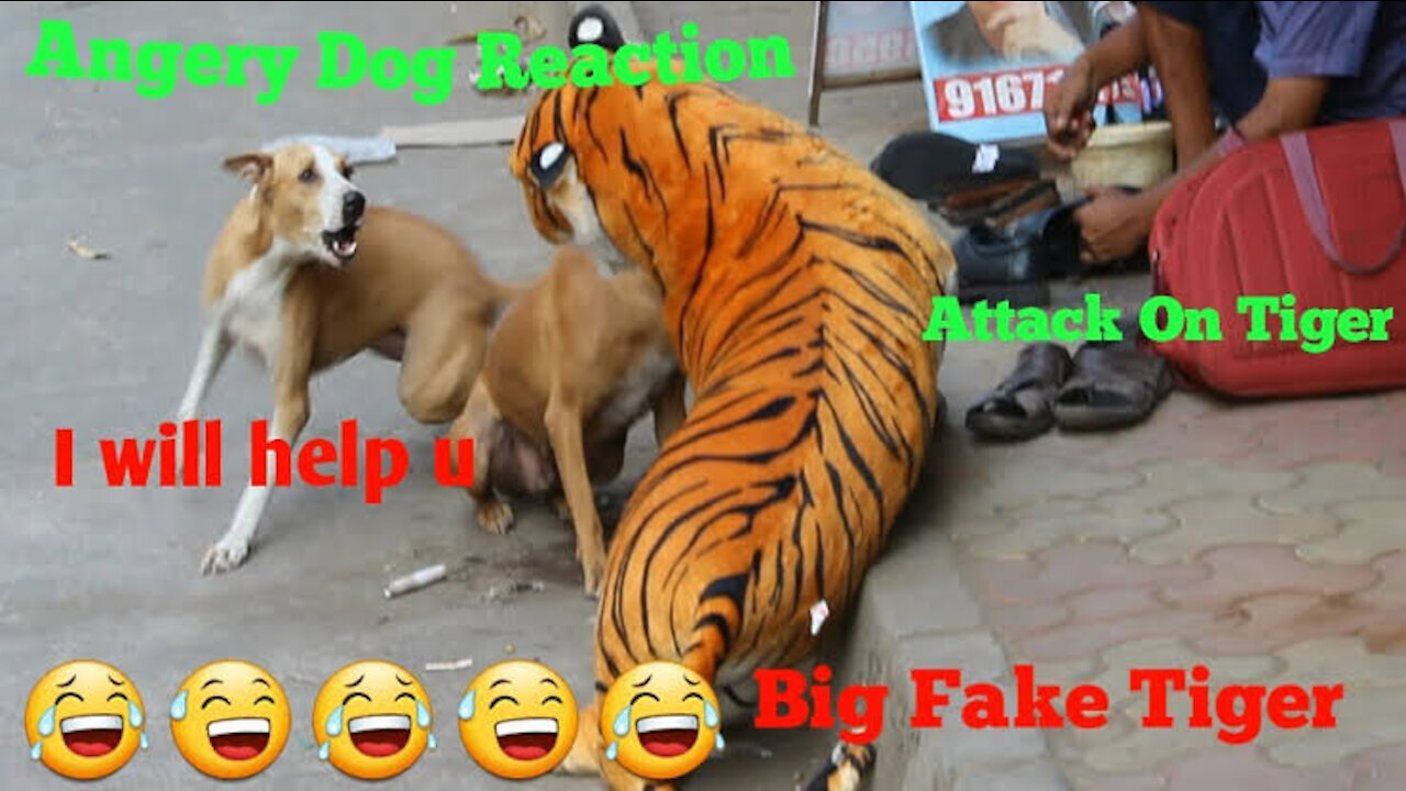 Watch Fake Tiger Prank Dog So Funny Comedy Video | New Trending Viral Video