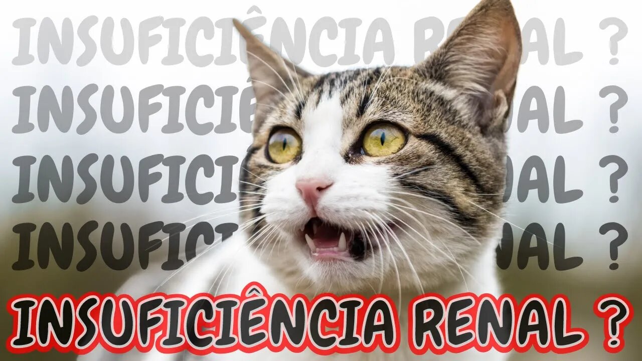 VOCÊ SABE SE O SEU GATO TEM OU TERÁ INSUFICIÊNCIA RENAL?