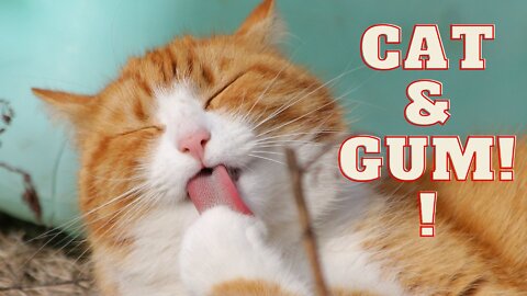 cat joke; The cat is joking with the gum