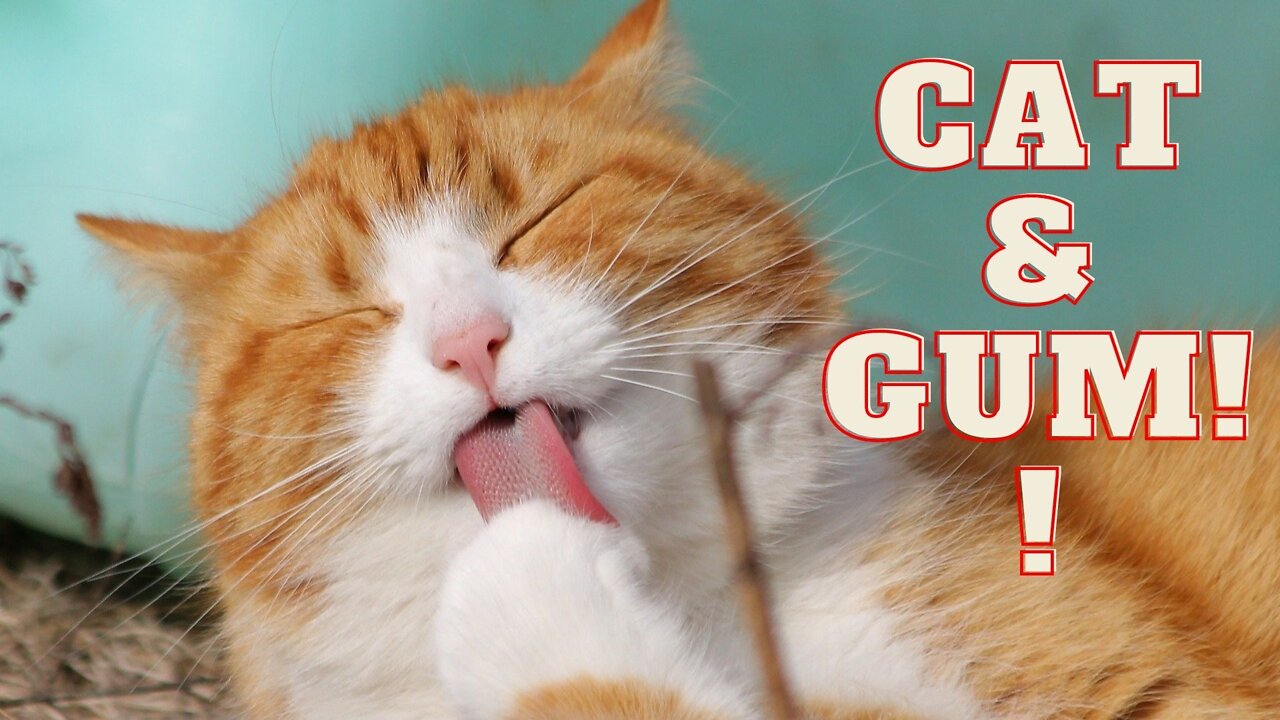 cat joke; The cat is joking with the gum