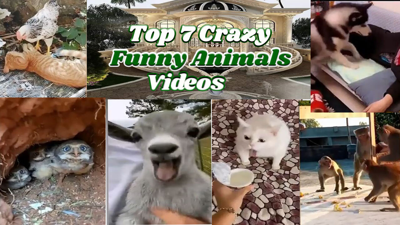 Top 7 Crazy Funny Animals Videos