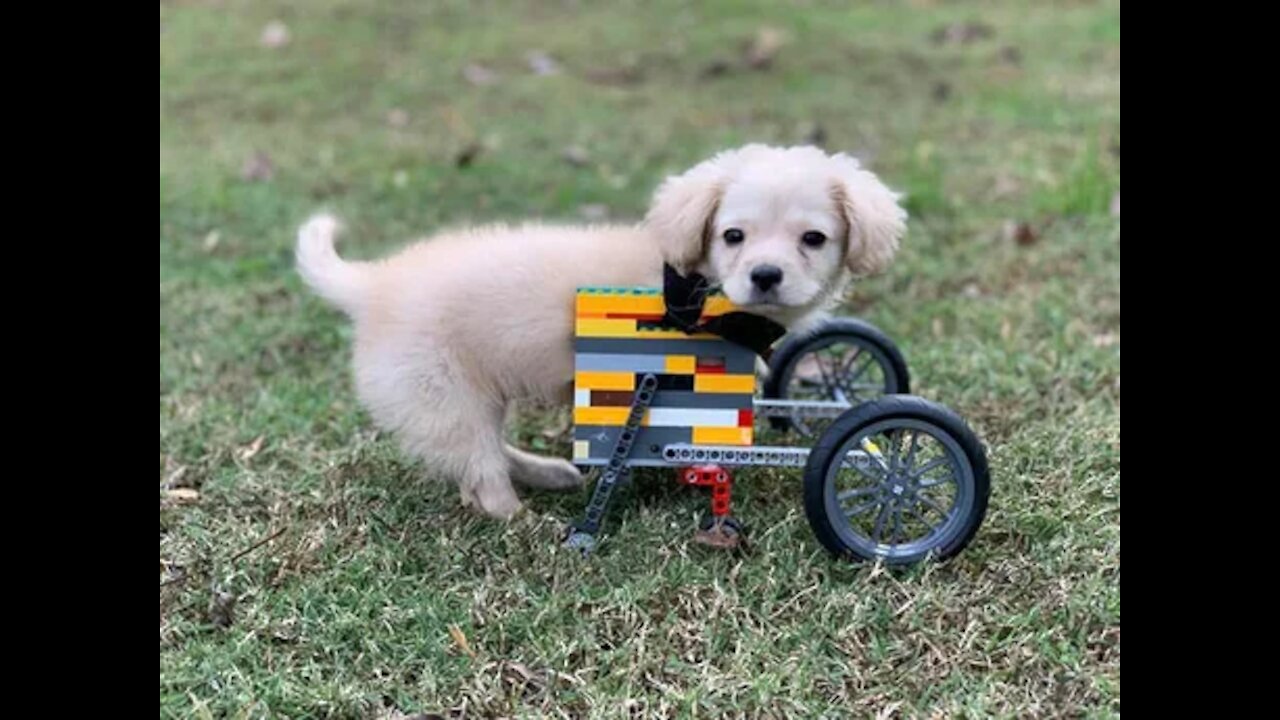 12-Year-Old Boy Builds Two-Legged Puppy A Lego Wheelchair