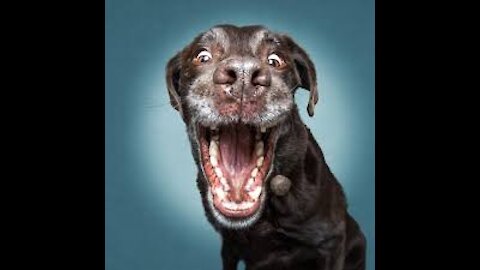 Funny Animals And Cute Pets Compilation