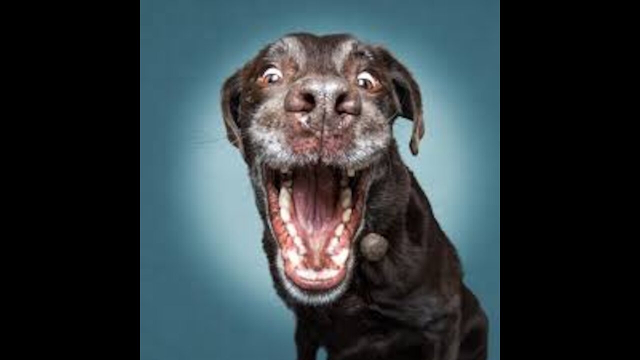 Funny Animals And Cute Pets Compilation