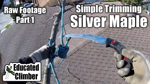 (Raw Footage) Simple Trimming: Silver Maple over 2 yards - Part 1 | Arborist Climbing, Rigging