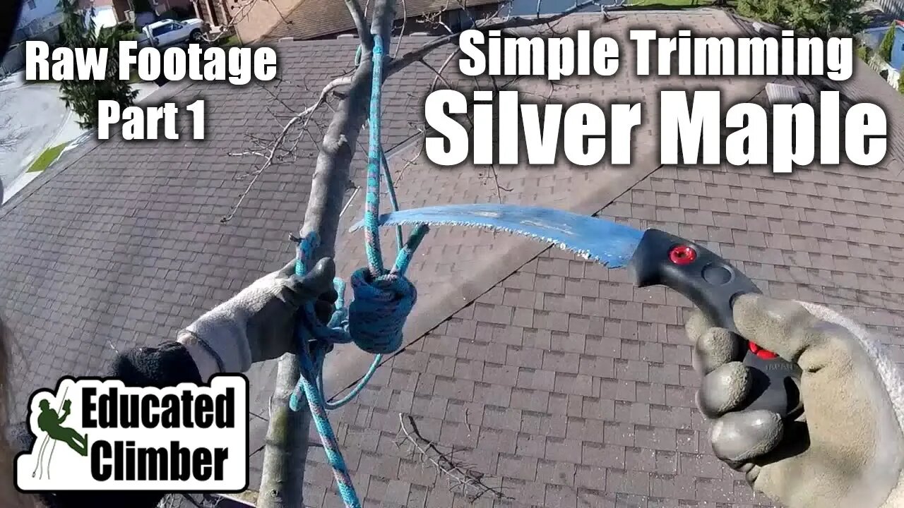 (Raw Footage) Simple Trimming: Silver Maple over 2 yards - Part 1 | Arborist Climbing, Rigging