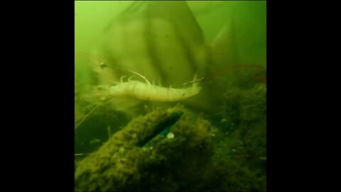 spadefish comes to the shrimp