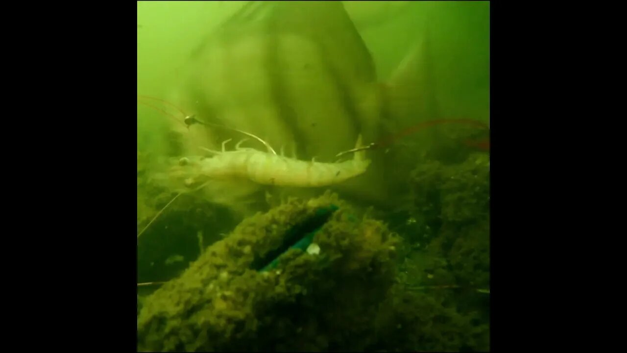 spadefish comes to the shrimp