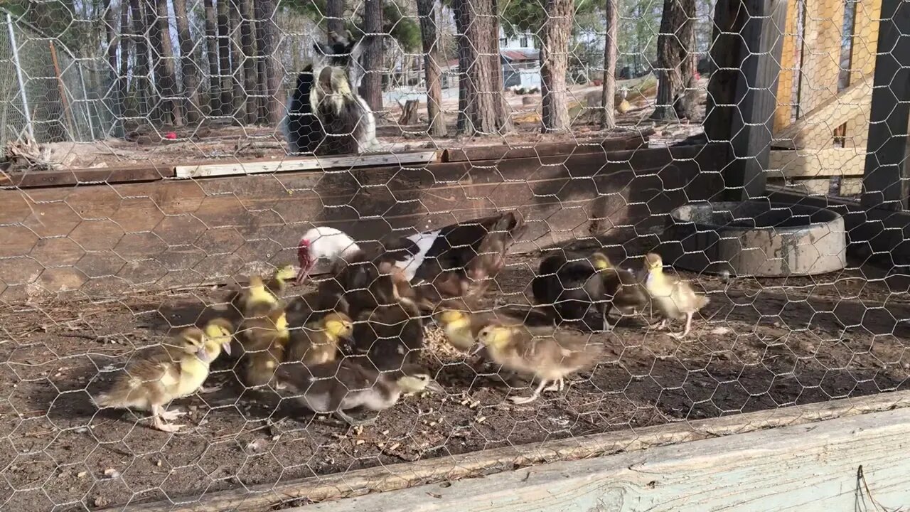 B Roll extra footage of Baby Muscovy Ducks