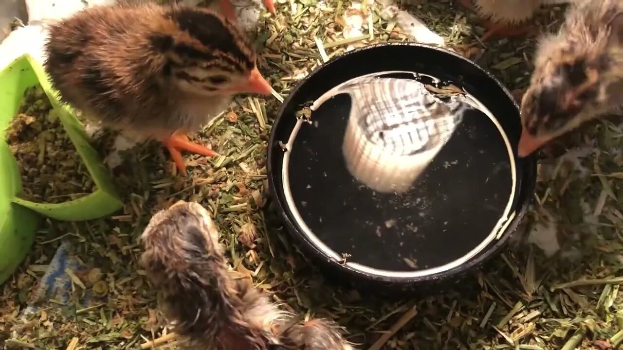 Newly hatched guinea fowl keets in brooder