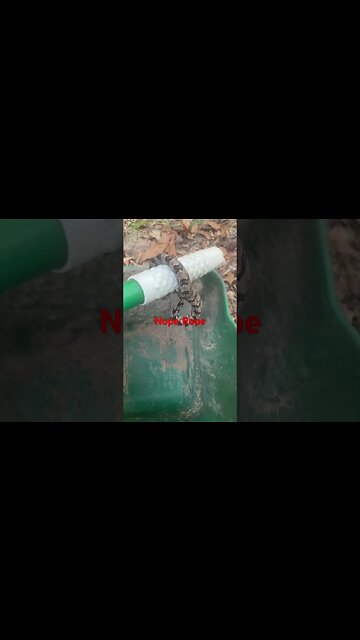 Wife almost stepped on a rattlesnake