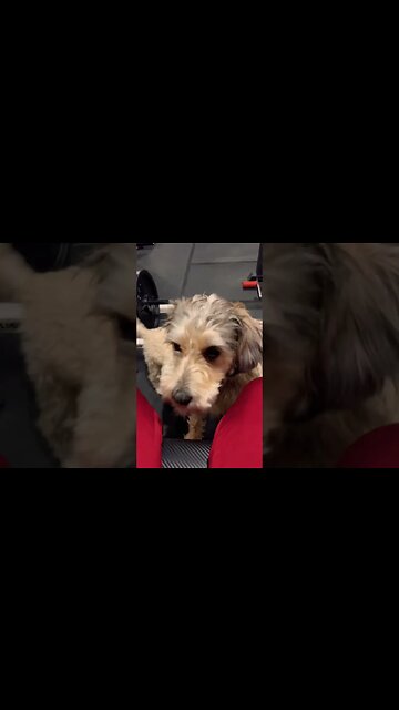 Puppies Being Funny and Playing #cute