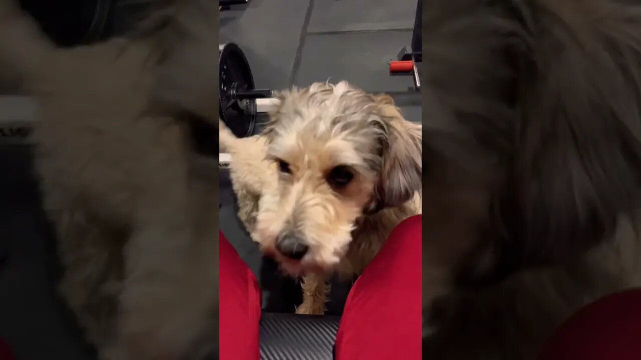 Puppies Being Funny and Playing #cute