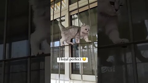 Kitten