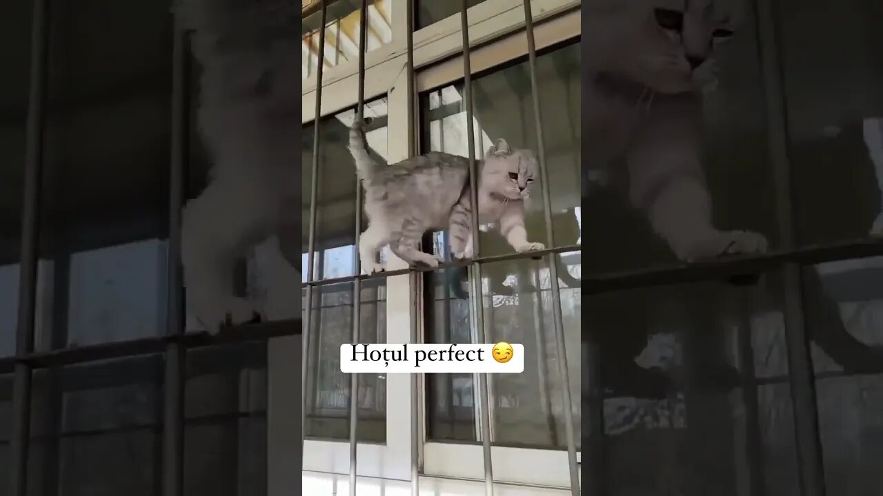 Kitten