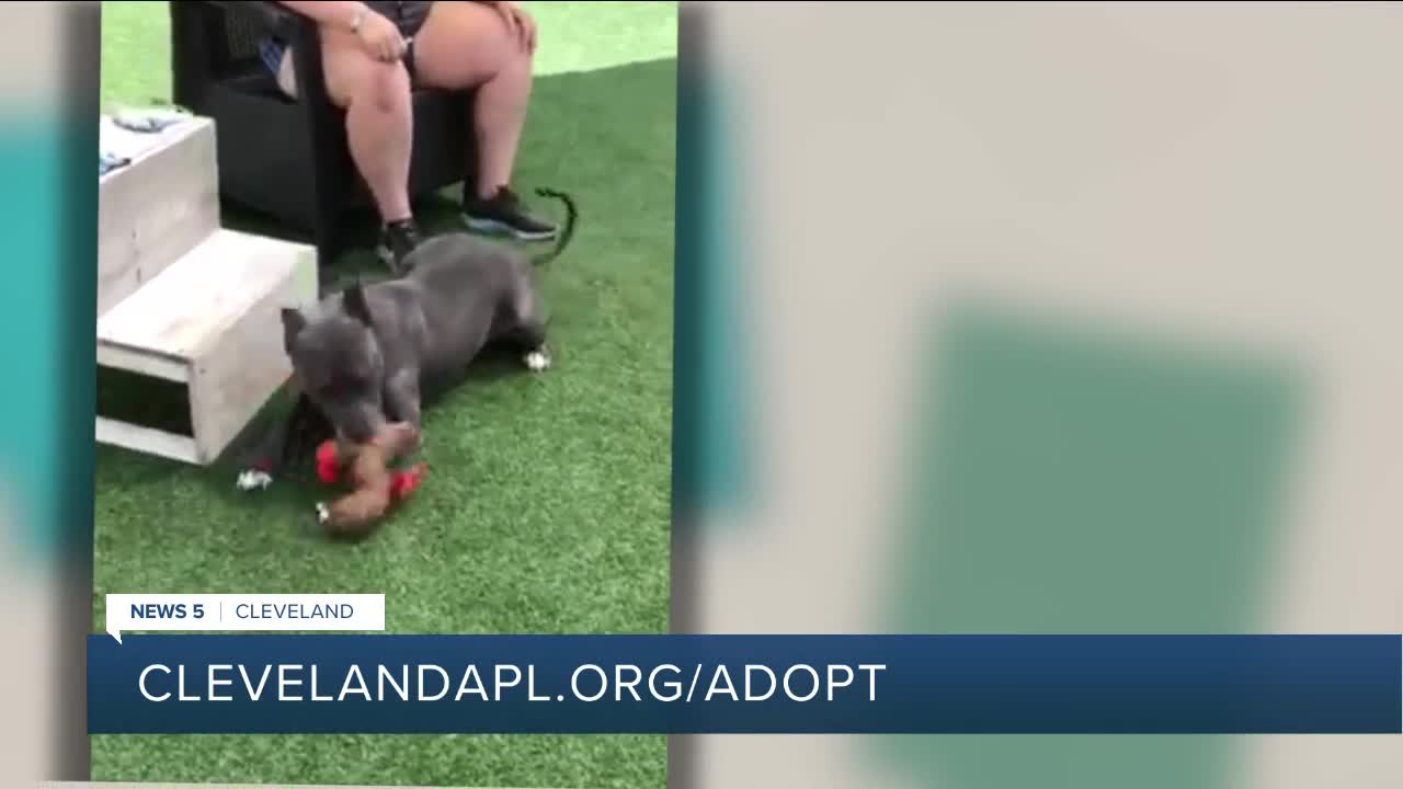 Cleveland APL pet of the weekend: Alma