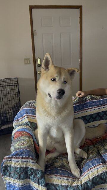 Cute and funny while his listening wolf Howls