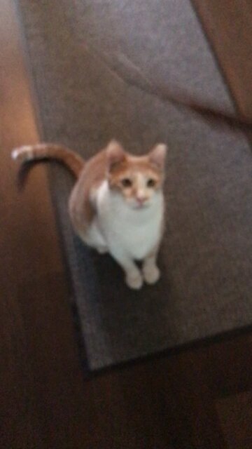 SIMON KILLS A TURKEY … feather