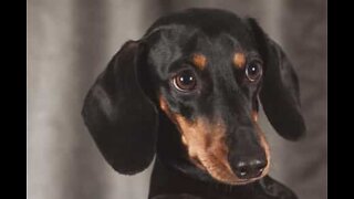 Dachshund luta para conseguir subir degraus