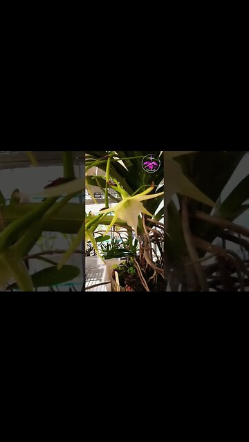 💪🏼 Giant 😍 Angraecum Orchids in Bloom Madagascar's Captivating Floral Marvels #ninjaorchids #shorts