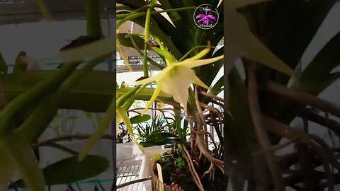 💪🏼 Giant 😍 Angraecum Orchids in Bloom Madagascar's Captivating Floral Marvels #ninjaorchids #shorts