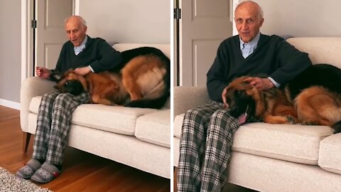 Old Man And German Shepherd Share Special Relationship