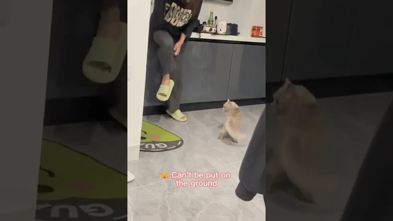 🐱Cutest Cats🐱Cat is boss.